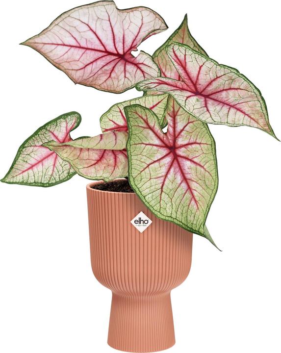 Produktbild Elho Vibes Fold Coupe (14 x 21 cm)