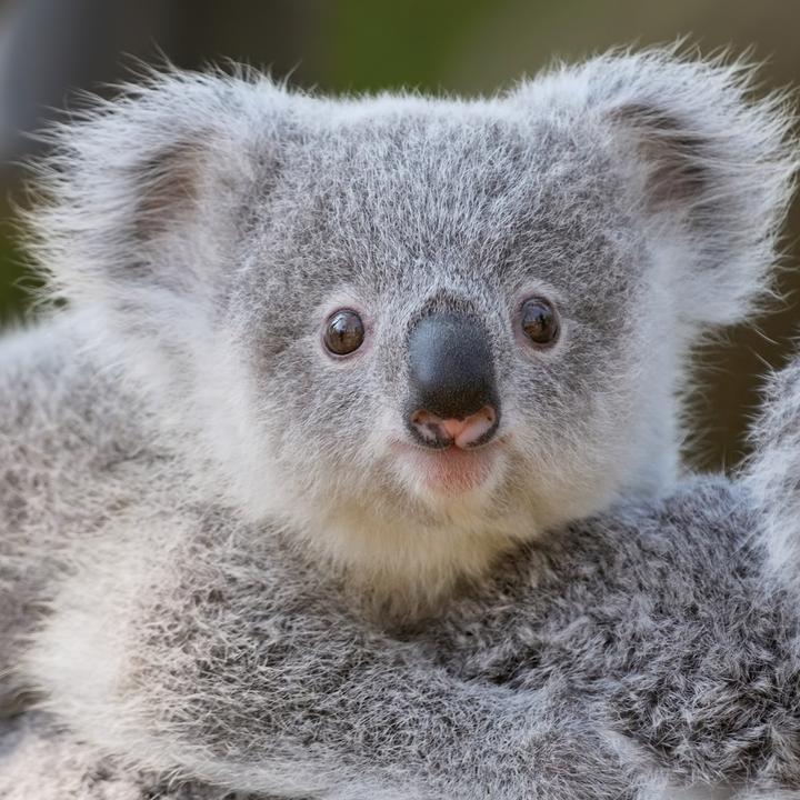 Produktbild Koalas 2026 (30 x 30 cm)