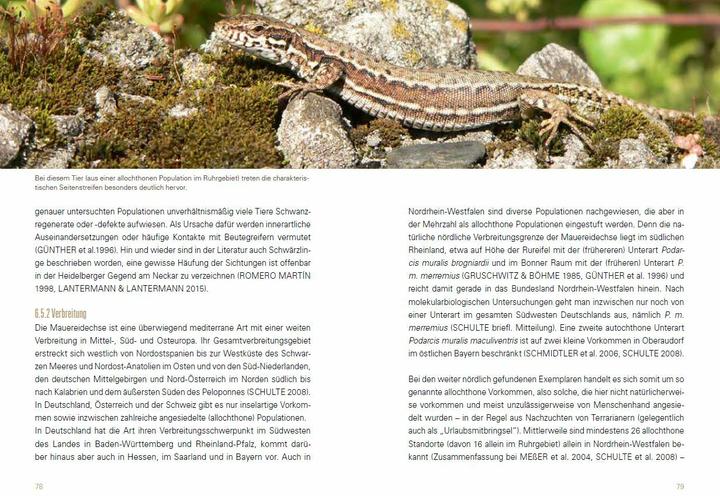 Produktbild Heimische Eidechsen im Freiland und Terrarium (Deutsch, Werner Lantermann, Yvonne Lantermann, 2017)