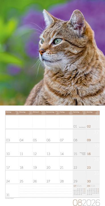Produktbild Katzen Kalender 2026 - 30x30