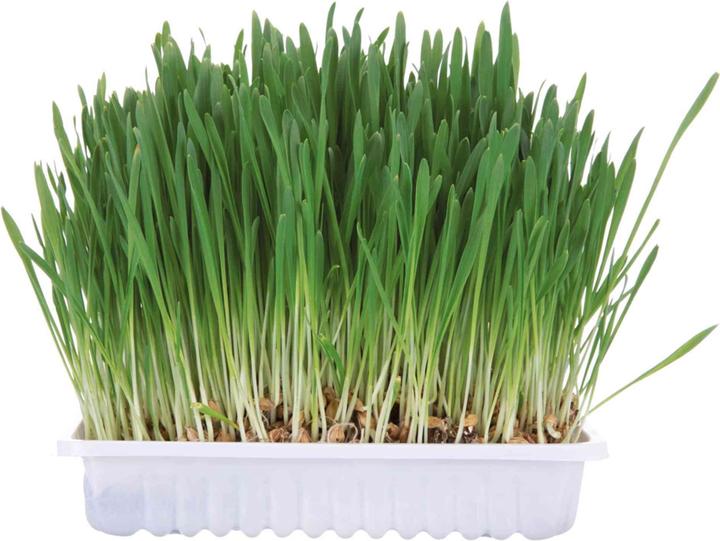 Produktbild Trixie Kleintiergras Schale (0.10 kg, 1 x)