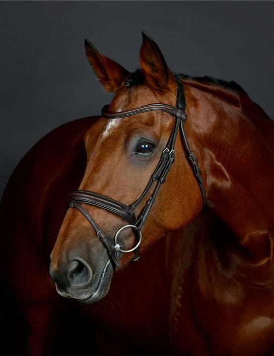 Produktbild Collegiate Comfitec Opulux