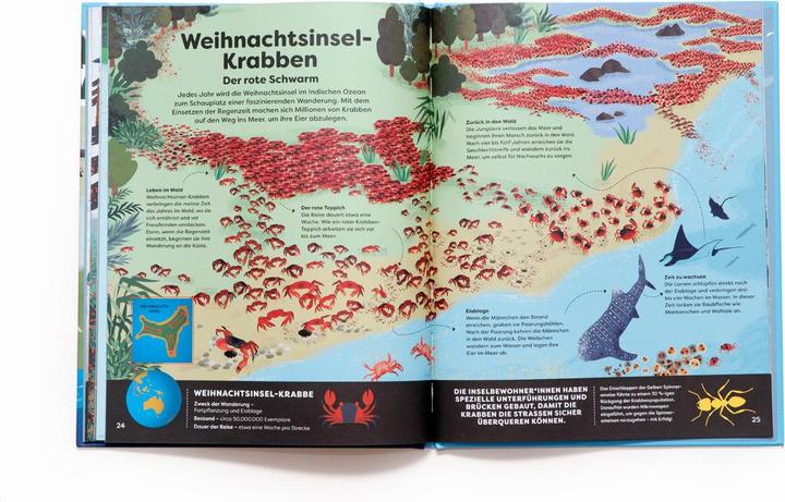 Actual product image Animals around you (German, 2 Players)