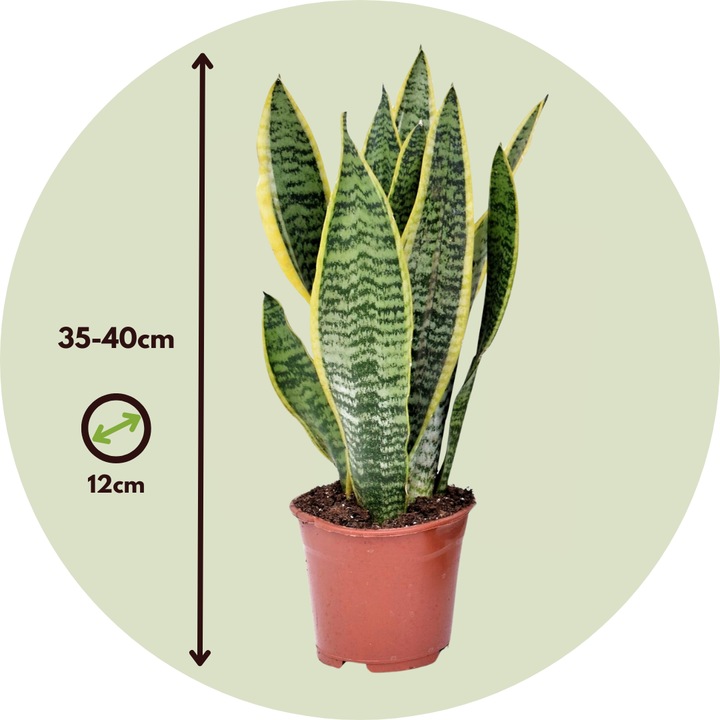 Produktbild Plant in a Box Sansevieria trifasciata 'Futura Superba' - 3er Set Bogenhanf (35 cm)