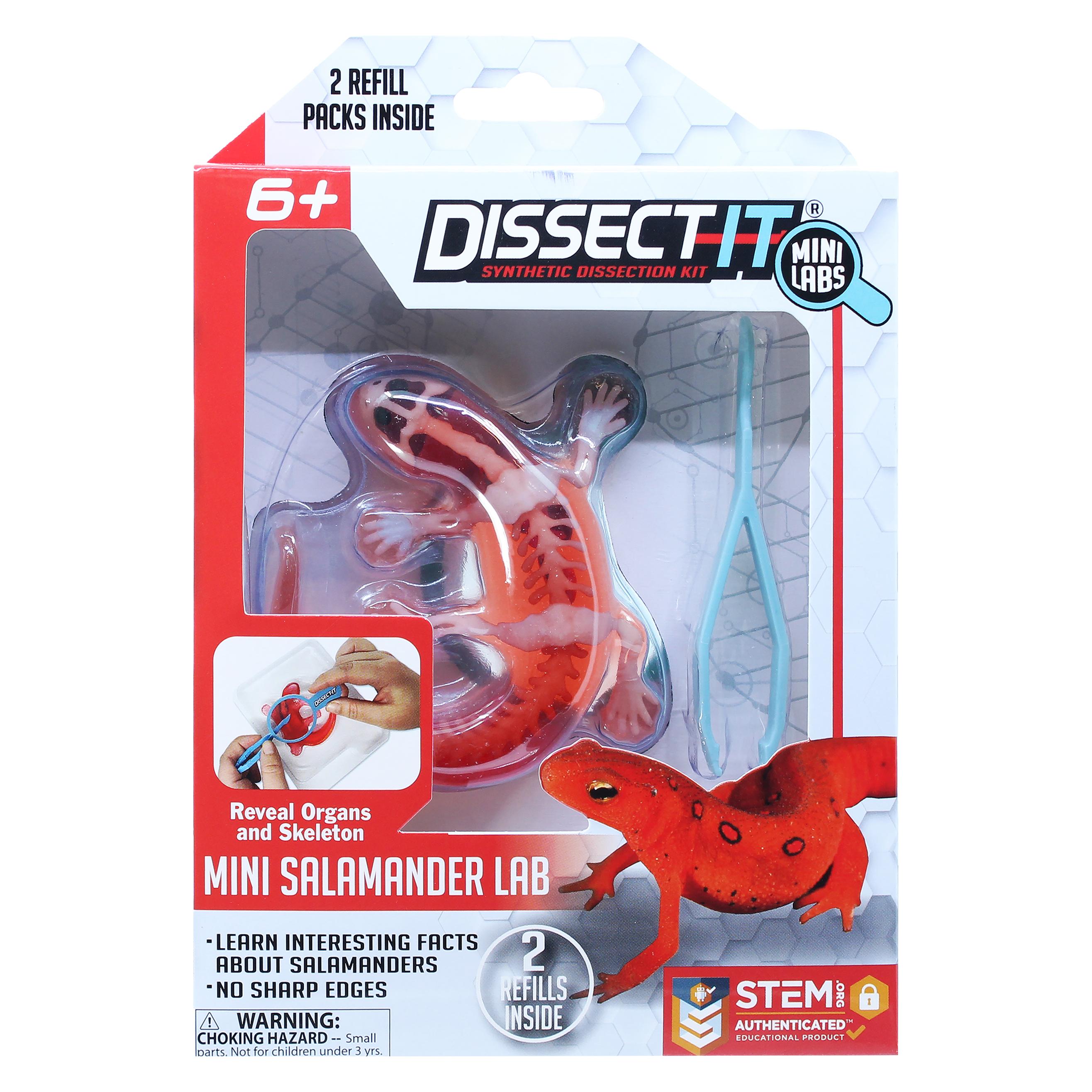 Sensory Compunds Dissect-It, Einen Salamander Mit Einer Lupe Sezieren