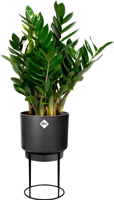 Immagine prodotto Elho B. per lo studio (22 cm)