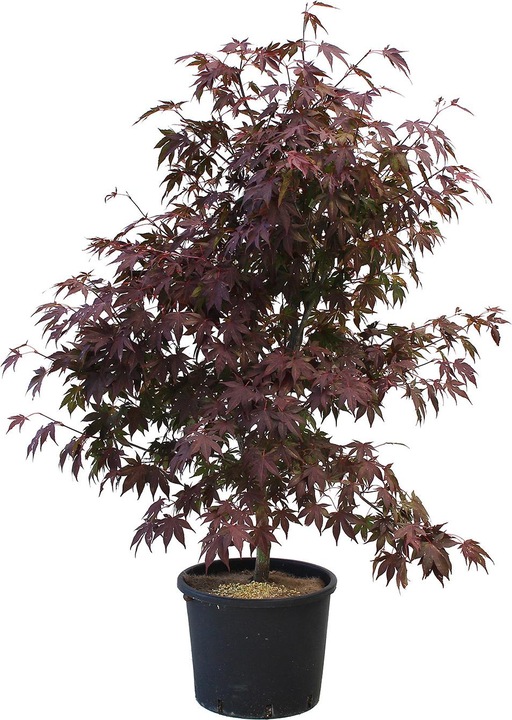 125 cm