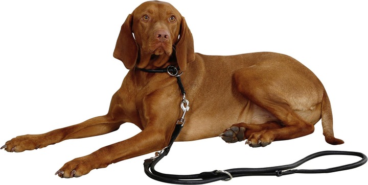 Produktbild Kerbl Rundleder- Roma mit Stopper 55cm, 8mm,schwarz (Hund, Hundesport)