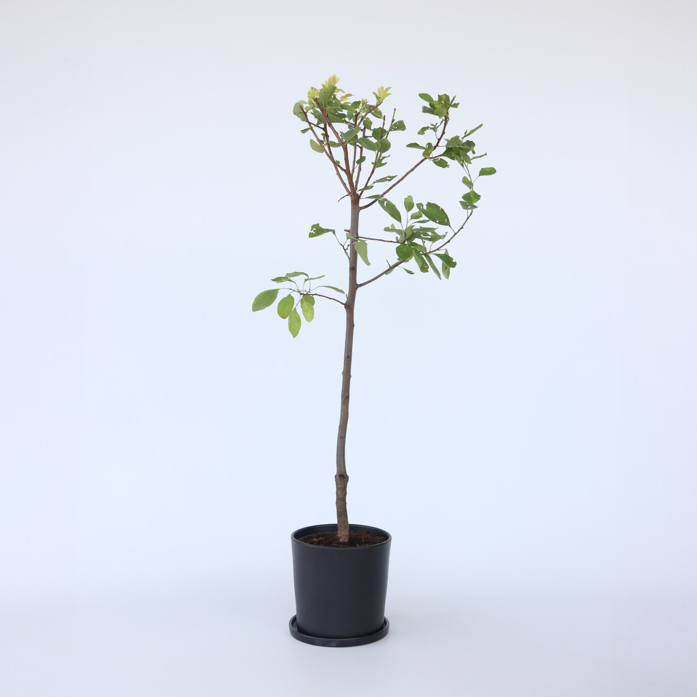 Thumbnail - Plant in a Box, Pflanzen, Prunus domestica 'Opal' - Pflaumenbaum (90 cm)