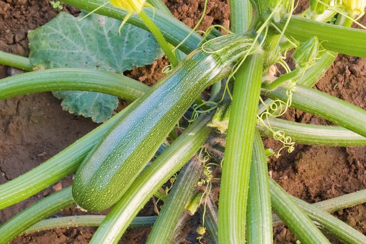 Immagine prodotto Living Seeds Zucchini, Zuboda (Semi di verdura)