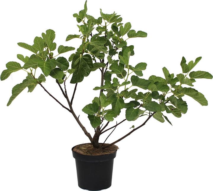 Produktbild Zulauf Feigenbaum / Ficus carica Dalmatie (60 cm)