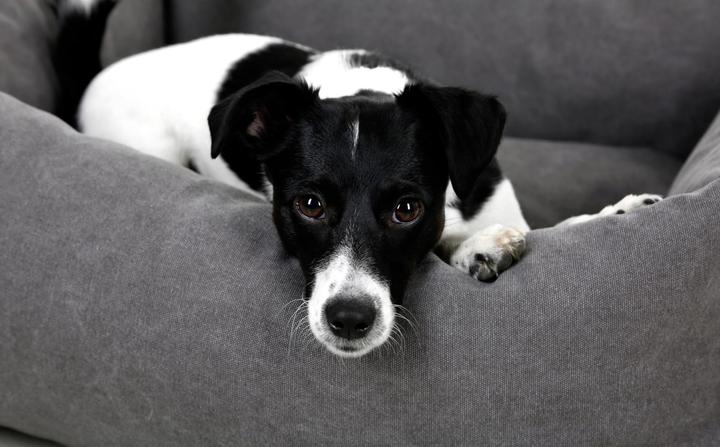 Actual product image Kerbl Cuddle bed Lucca (Cat, Dog)