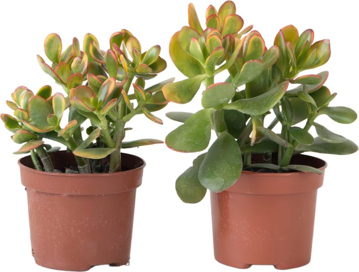 Produktbild Plant in a Box Crassula ovata 'Sunset' - 2-er Set Jadepflanze (15 cm)