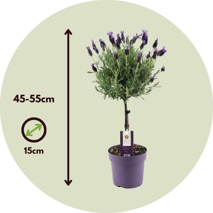 Produktbild Plant in a Box Lavandula stoechas 'Anouk' - 2er-Set Lavendelbaum (45 cm)
