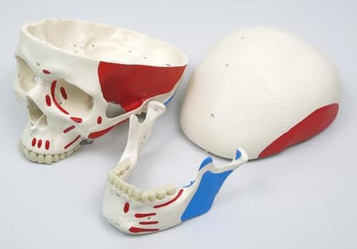 Image du produit 3B Scientific Squelette humain avec représentation musculaire, non monté et logiciel d'anatomie inclus