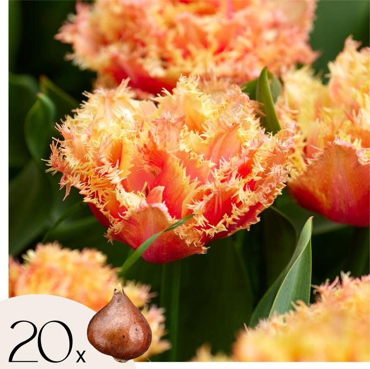 Image du produit Plant in a Box Tulipa Brisbane - Lot de 20 tulipes (10 cm)