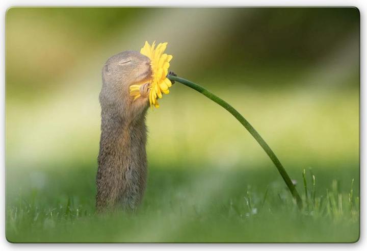 Immagine prodotto Trenddeko van Duijn - Gopher odora di fiori (60 x 40 cm)