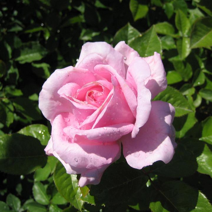 Image du produit Zulauf Rosier Renaissance (40 cm)