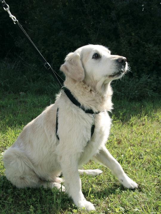 Produktbild Kerbl Hundegeschirr Maxi Leader