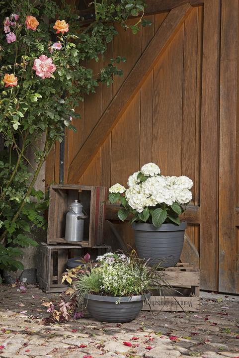 Immagine prodotto Scheurich Country Star (24.10 cm)