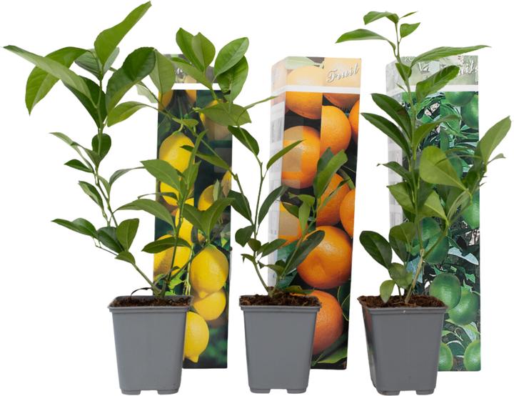 Produktbild Plant in a Box Citrus lime, calamondin, limon - 3er Set Citrus pflanzen Mix (25 cm)
