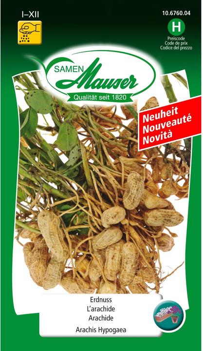 Produktbild Samen Mauser Samen Erdnuss (Keimlinge)