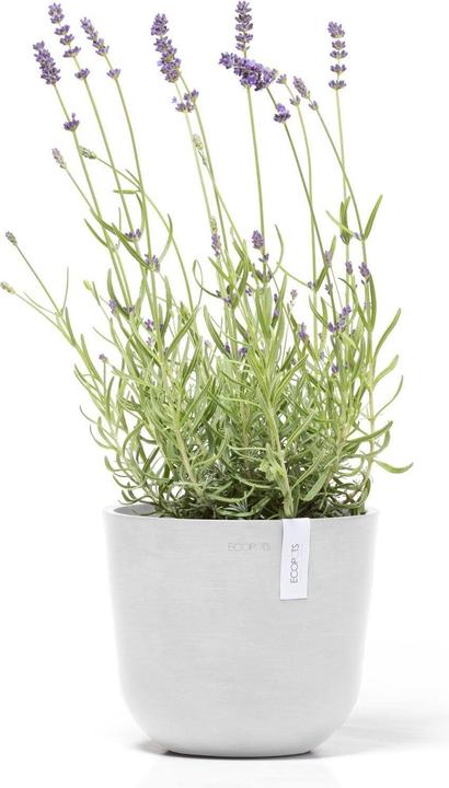 Immagine prodotto Ecopots Oslo Mini (19 cm)