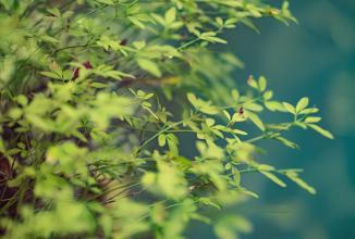 Immagine prodotto Venus Optic Laowa 105mm f/2 STF Canon (Canon EF, APS-C / DX, Full frame)