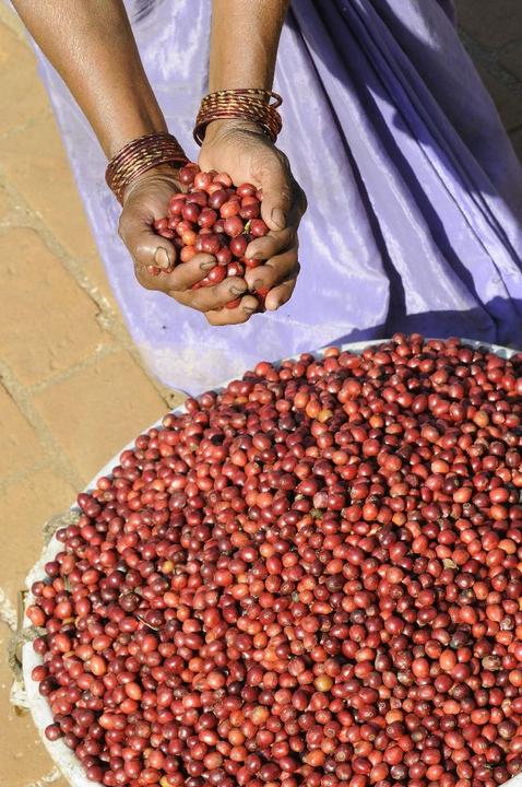 Actual product image Turm Kaffee Ethiopia Aricha Grade 1 (250 g)