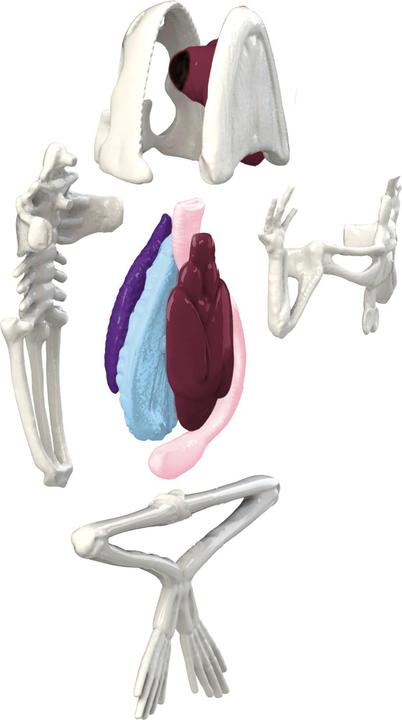 Simba Scout Dissect-It Mini Lab, 3-p.