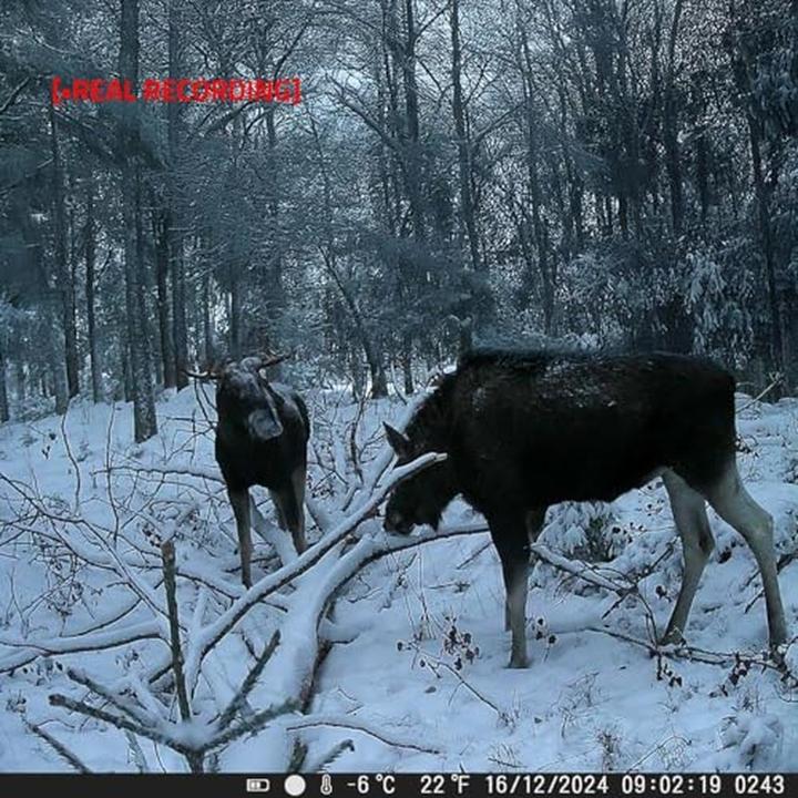 Produktbild Nedis Wildlife Kamera - 4K@10fps - 50 MPixel - 5 MPixel CMOS - IP65 - Schwarz No-Glow IR - Nachtsich