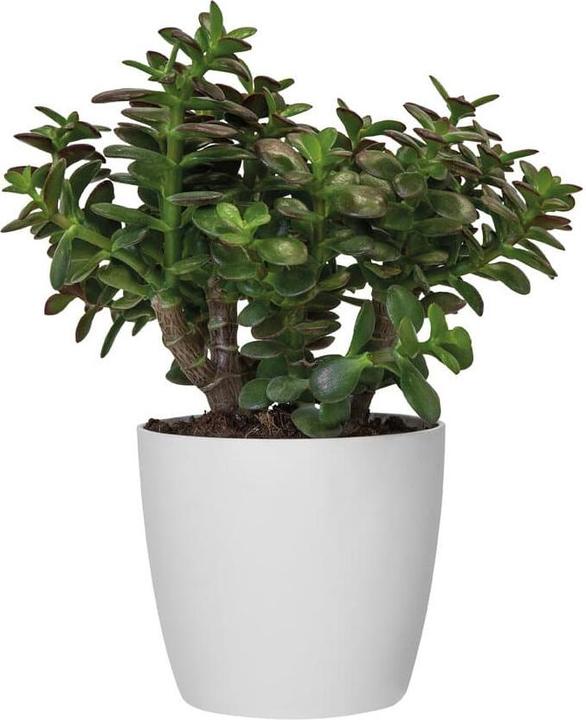 Produktbild Elho Brussels (16 cm)