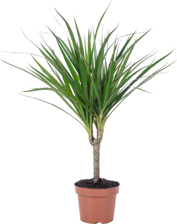 Produktbild Flowerbox Drachenbaum - Dracaena Marginata (35 cm)