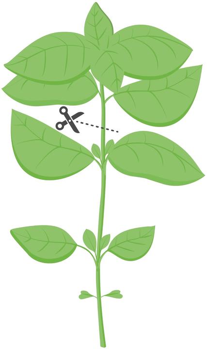 Productafbeelding Véritable Lingot Citroenbasilicum BIO (Kruidenzaden)