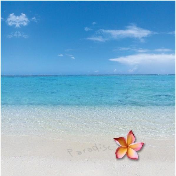 Produktbild MSV Paradise
