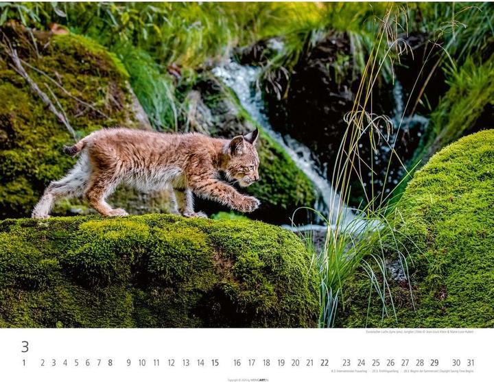 Actual product image Heimische Wildtiere Kalender 2026 (44 x 34 cm)
