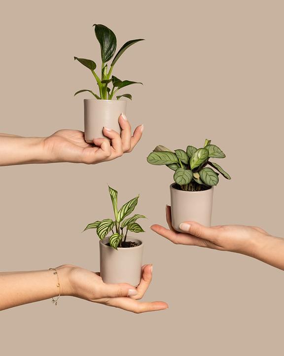 Image du produit feey Kit bébé plante (5 cm)