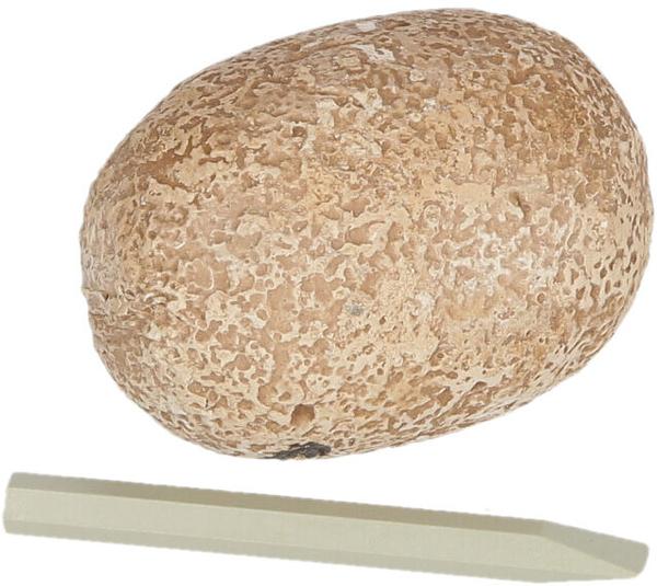 Produktbild Kosmos Dino-Ei Ausgrabung (1 Stück)