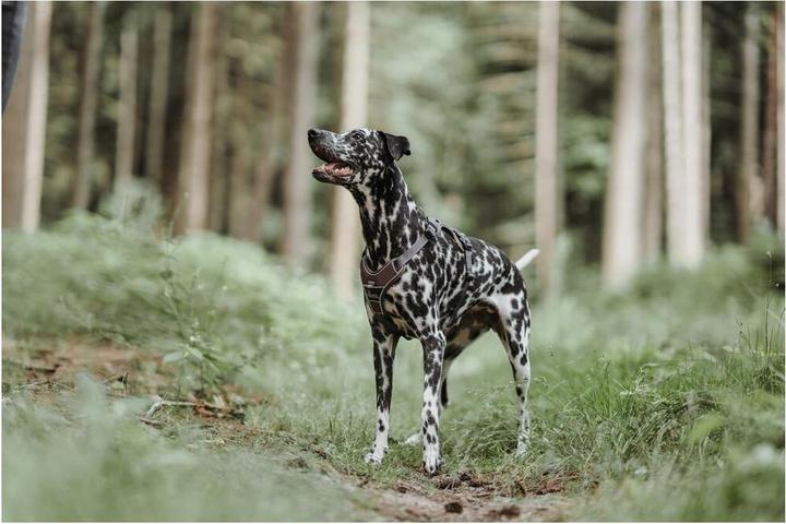 Image du produit Hunter Linge de table Divo nylon polyester (S, Chien, Général)