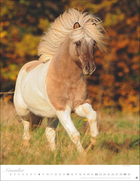 Produktbild Pferde Classics Posterkalender 2026