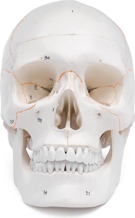 Immagine prodotto Cranstein Scientific Anatomisches Schädelmodell A-211 mit Nummerierung