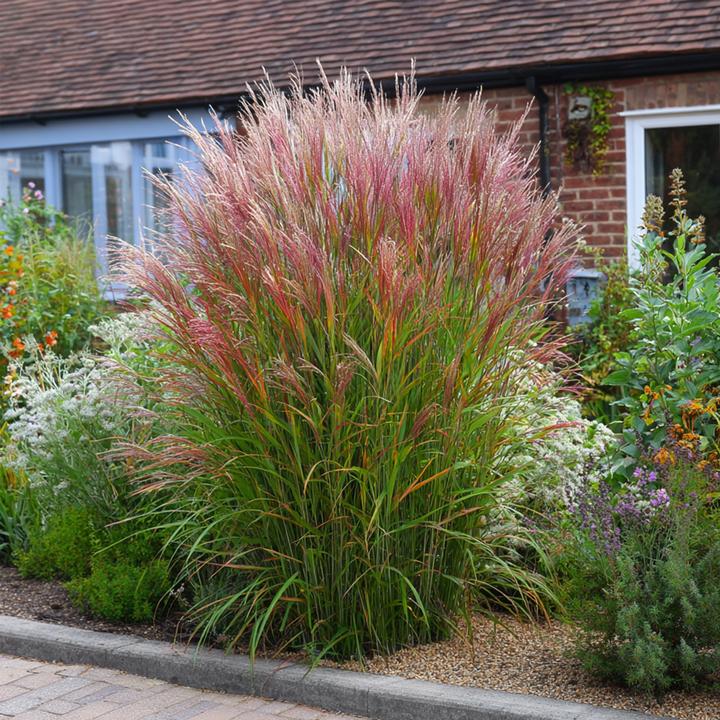 Produktbild Plant in a Box Miscanthus sinensis 'Red Chief' - 2er Set Ziergras (40 cm)