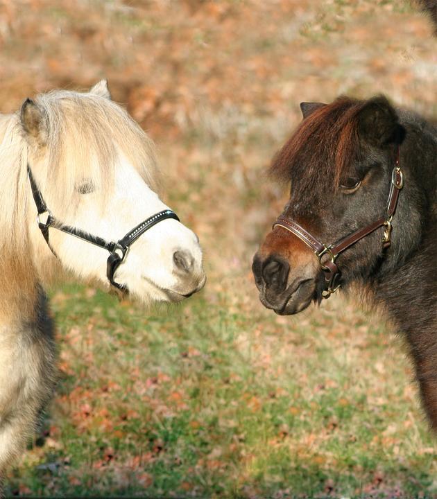 Produktbild Waldhausen Lederhalfter Diamond