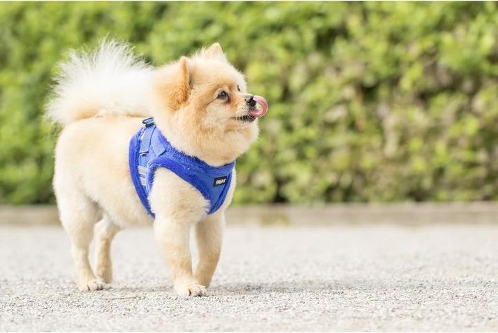 Image du produit Chiara Soft (Manteau pour chien)