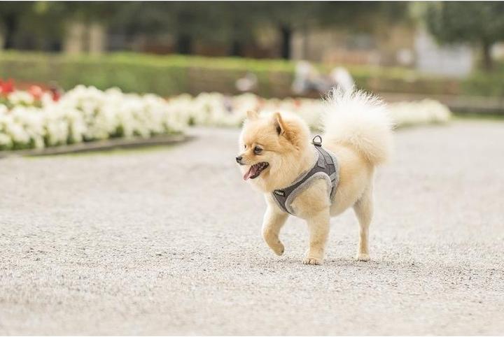 Image du produit Chiara Soft (Manteau pour chien)