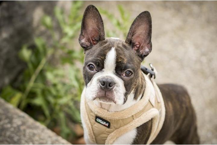 Image du produit Chiara Soft (XS, Manteau pour chien)