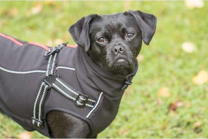 Image du produit Chiara Charlie (Manteau pour chien)