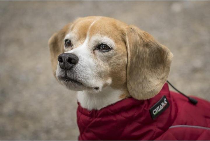 Image du produit Chiara Charlie (Manteau pour chien)