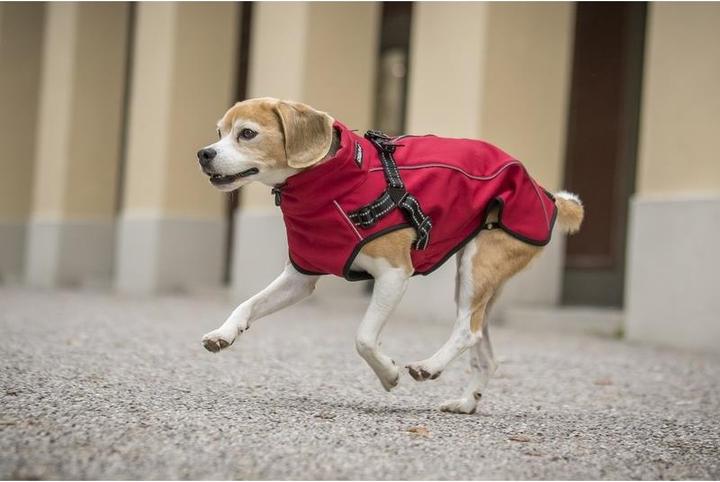 Image du produit Chiara Charlie (Manteau pour chien)