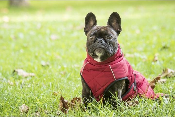 Produktbild Chiara Nelson (XL, Hundemantel)